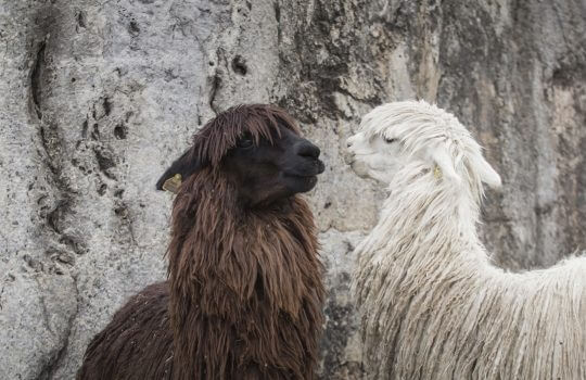 Alpacas Incas Ruins In The Peruvian Andes