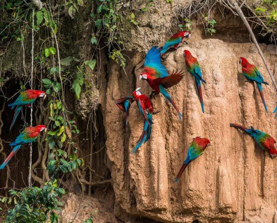 Los Organos, Peru – Rainforest Birds