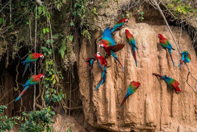 Massage School Abroad - Exotic Birds of Peru