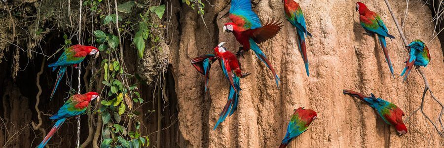 Los Organos, Peru – Rainforest Birds