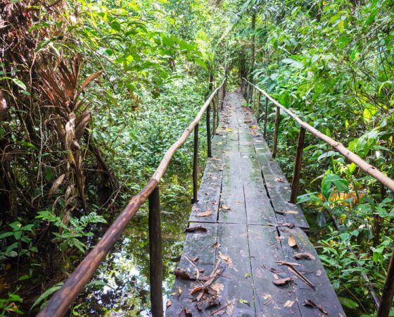 Los Organos, Peru – Hiking in Rainforest