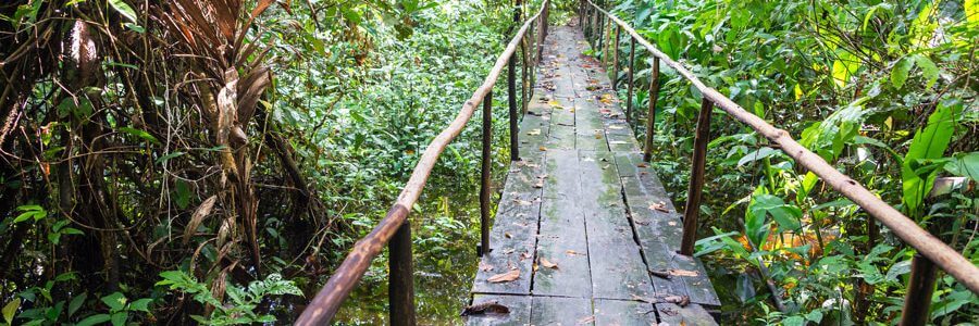 Los Organos, Peru – Hiking in Rainforest