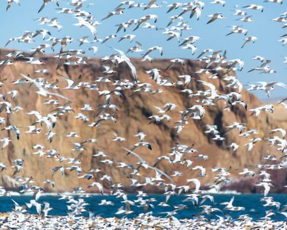 Los Organos, Peru – Elegant Terns