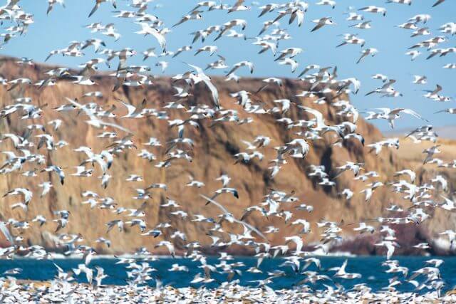 Massage School Abroad - Northern Peru Tern Flock