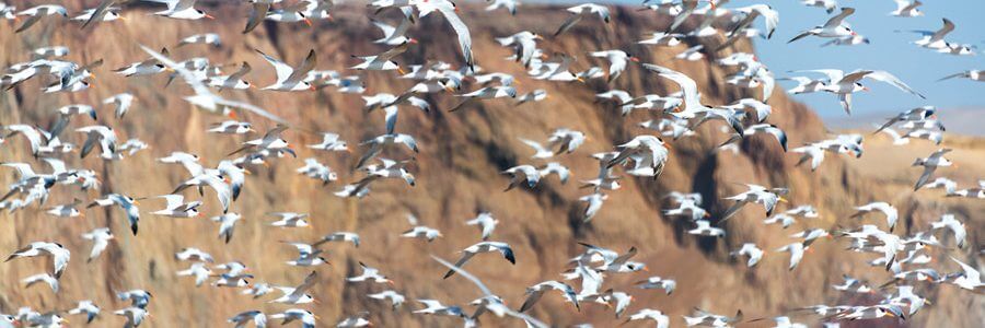 Los Organos, Peru – Elegant Terns