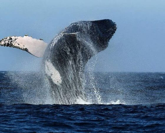 Los Organos, Peru – Whale in Bay