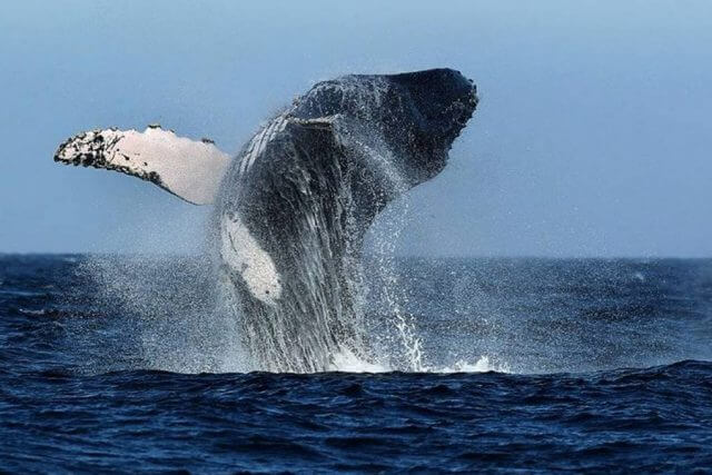 Massage School Abroad - Los Organos, Peru Whale