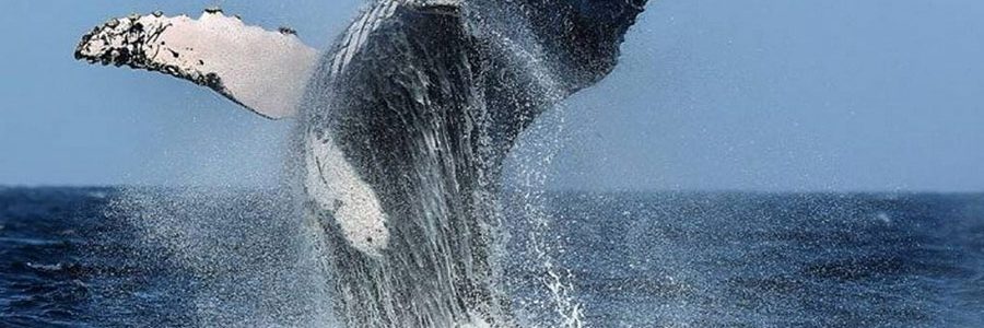 Los Organos, Peru – Whale in Bay